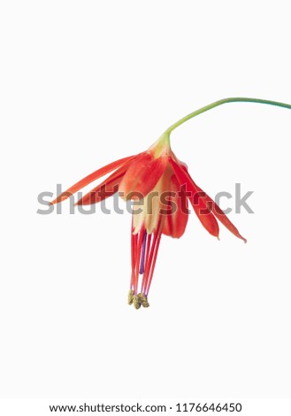 Flowers in hd with white background and high defination 