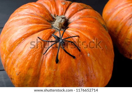 Halloween decorations,pumpkins, spider and cobweb on black background, autumn holidays concept, copy space
