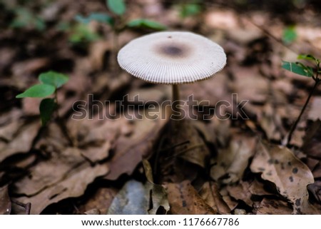 White mushroom growing in brown dry leaf. Natural growing.
