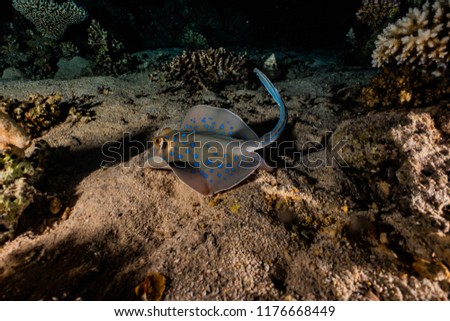 Blue spotted stingray On the seabed  in the Red Sea a.e
