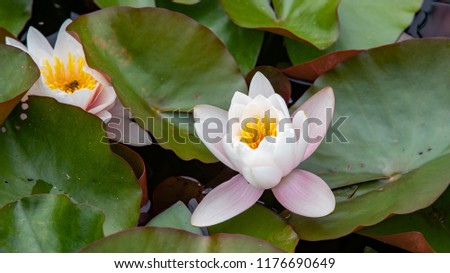 Bee sitting on a beautiful white & pink waterlily or lotus flower in pond.