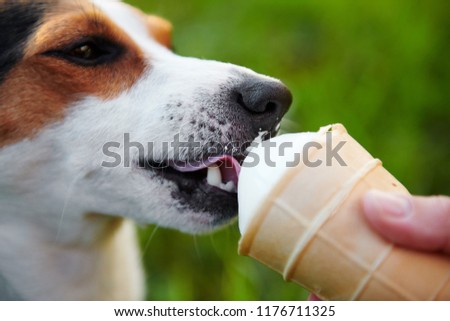 small dog breeds Jack Russell Terrier eats ice cream with hands