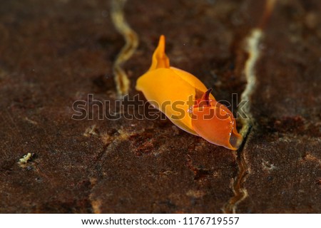 Batwing sea slug making love. Picture was taken in Lembeh strait, Indonesia