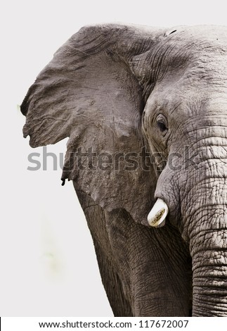 Elephant close up isolated on white