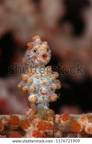 Pygmy seahorse  also known as Bargibant's seahorse (Hippocampus bargibanti). Picture was taken in Lembeh Strait, Indonesia