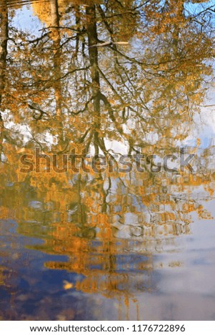 Gorgeous golden trees are reflected in the river, beautiful landscape, autumn outdoor