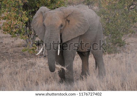 Elephant eating in Kruger National Park