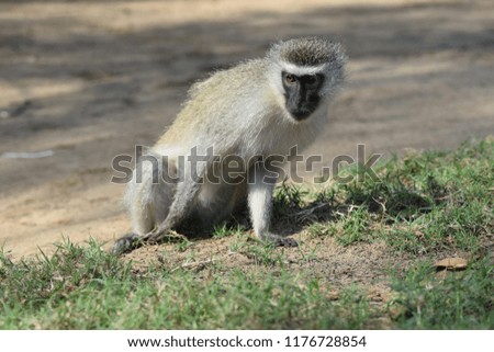 Wild monkey in Cape Vidal