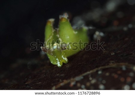 Tiny green sea slug. Picture was taken in Lembeh Strait, Indonesia