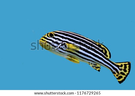 oriental sweetlips (Oriental Blubber-lips) swimming on isolated blue background. Plectorhinchus vittatus is marine fish in Haemulidae Family.