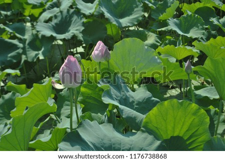 Lotus background lake photo