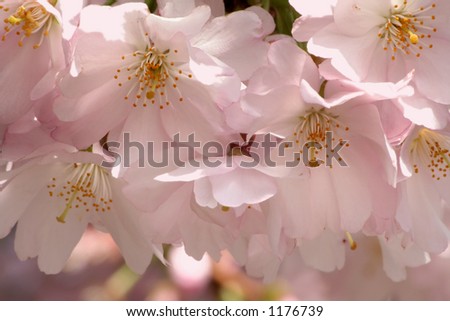 Delicate Cherry Blossoms Royalty-Free Stock Photo #1176739