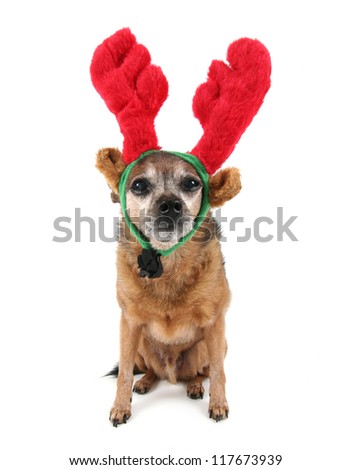 a cute chihuahua dressed up for christmas