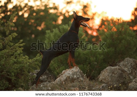dog breed Doberman on a walk at sunset