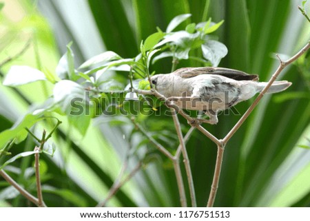 Eurasian Tree Sparrow bird with Green worm