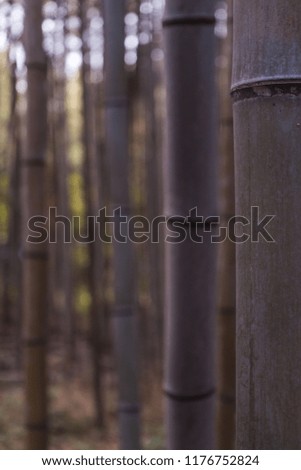 Background photo of Bamboo forest arashiyama in Kyoto Japan, the magical path way to the japanese temple as the sun shines threw the green bamboo