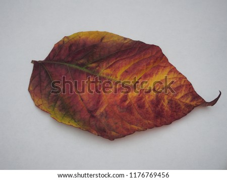 Fallen colorful autumn leaf on white background. Yellow, green, brown. Still-life.