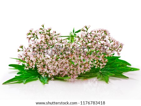 Valerian herb flower sprigs isolated on white background  Royalty-Free Stock Photo #1176783418