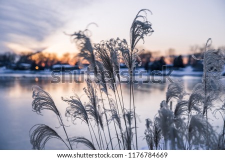 Ornamental High Grasses in the Wind in Golden Winter Sunset over Frozen Lake Royalty-Free Stock Photo #1176784669