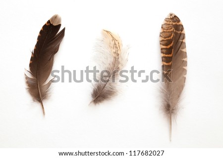 set of different feathers on white background Royalty-Free Stock Photo #117682027