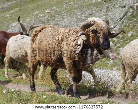 A ram in the Alpine pastures of France