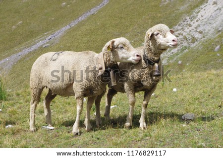 Two sheep in the Alpine pastures in France