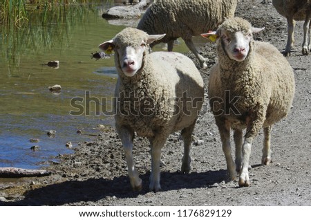 Two sheep in the Alpine pastures in France