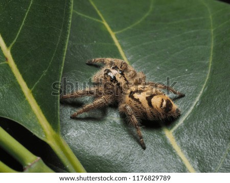 Jumping Spider in Nature, Thailand