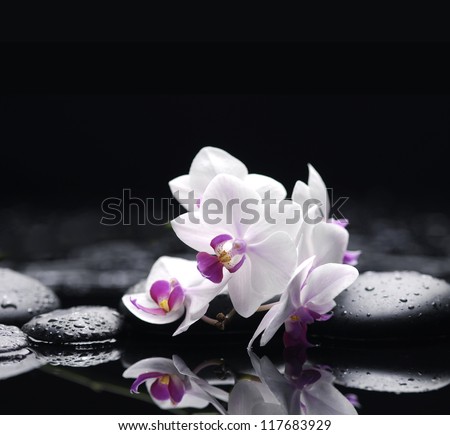 Branch white orchid flower and stone with water drops
