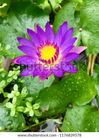 Lotus in garden