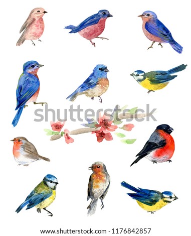 Watercolor birds, collection of isolated illustrations
