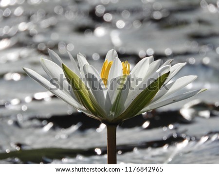 White lotus with bokeh background