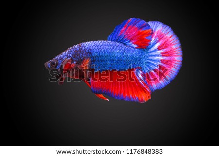 Colorfull Fighting fish on black background. Siamese fighting fish. Betta fish,betta splendens isolated on black background