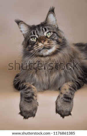 Portrait of a large black tabby Maine Coon