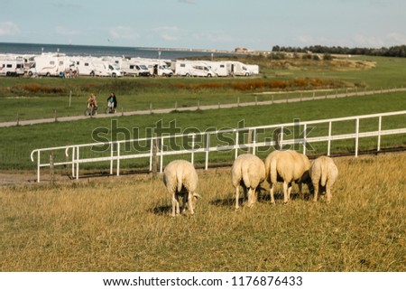 Cheeps in the field, Hooksiel, Germany