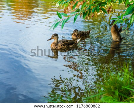 Duck Family swim in the water