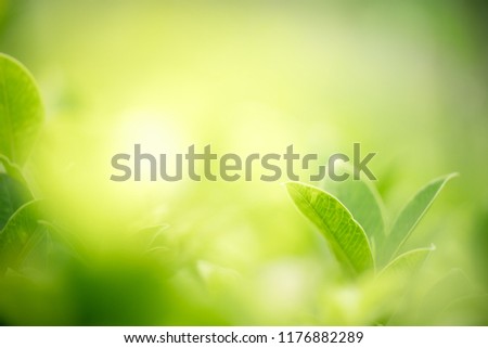 Nature of green leaf in garden at summer. Natural green leaves plants using as spring background cover page environment ecology or greenery wallpaper