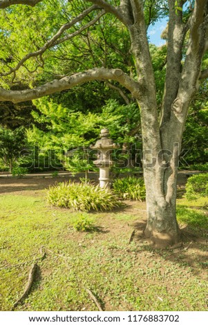 Big stone lantern under an old large maple with apparent roots coming out of the lawn in the garden of Rikugien in Tokyo in Japan.