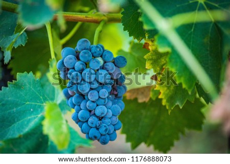 Wine Grape Closeup