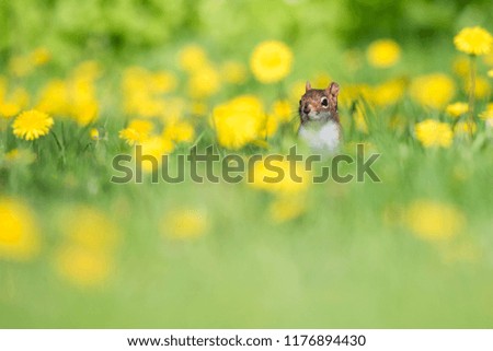 An American Red Squirrel forages for a meal in a field of dandelions at Toronto's popular Ashbridges Bay Park.