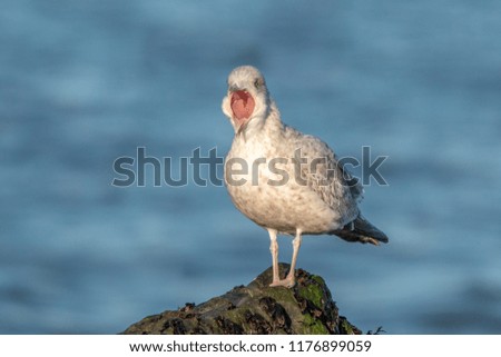 Seagull Yawning on a Rock by the Sea