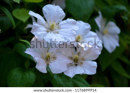 The flowers of clematis. Shrub clematis blooming.