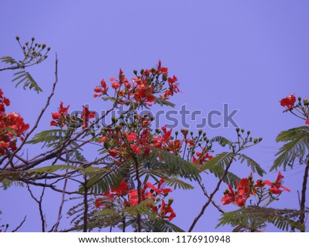 peacock flowers also called as caesalpinia pulcherrima, poinciana flowers, dwarf poinciana, Delonix regia Shrubs, Flam-boyant, The Flame Tree, Royal Poinciana, red bird of paradise, pride of Barbados,