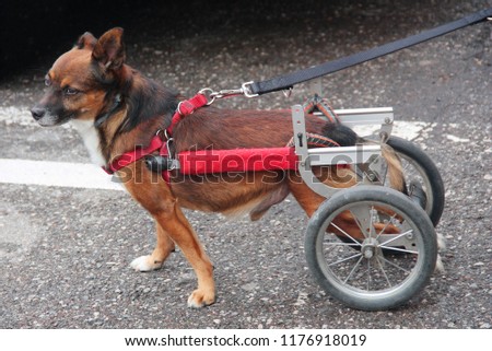 Walking wheels rear dog wheelchair  Royalty-Free Stock Photo #1176918019