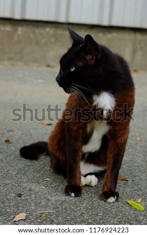 street cat brown and dark fur with grumpy face