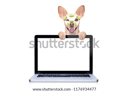 chihuahua dog relaxing  with beauty mask in   spa wellness center ,getting a facial treatment with  moisturizing cream mask and cucumber ,behind pc computer screen , isolated on white background