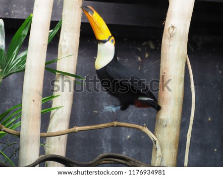Photography of a toco toucan (scientific name: Ramphastos toco) jumping on a tree branch