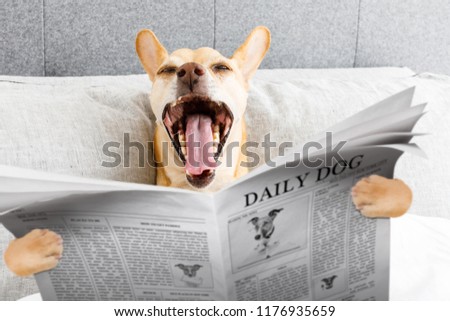 dog in bed resting and yawning , with newspaper , dreaming in bedroom under the blanket , very tired or sick  and   ill