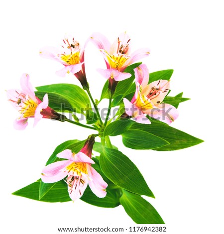 Pink alst5roemeria on a white background