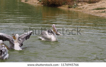 Photography that is showing a great white pelican (scientific name: Pelecanus onocrotalus)